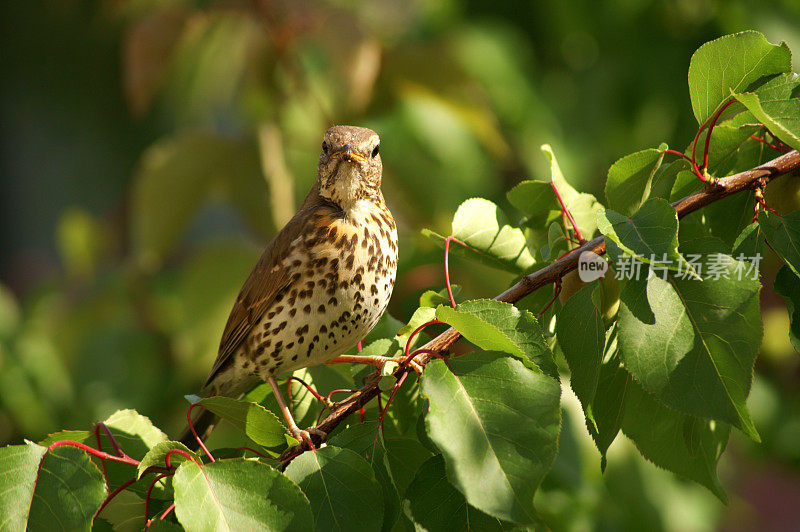 歌鸫(Turdus philomelos)